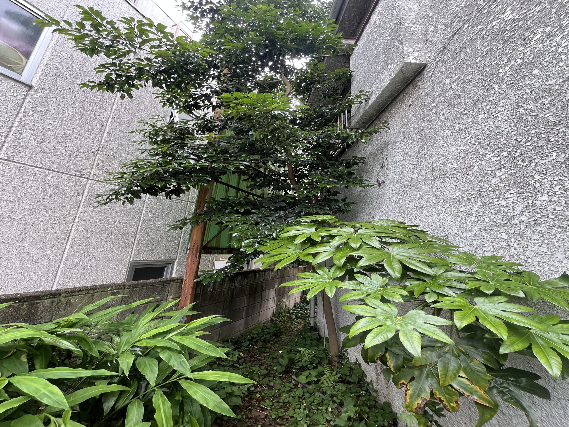 【伐採】千葉市での作業になります！