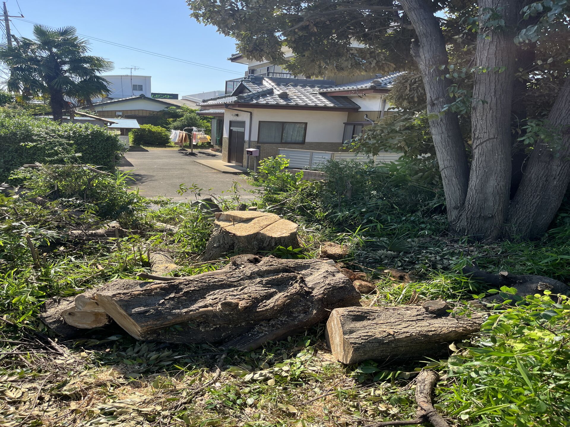 【伐採】千葉市での作業になります！