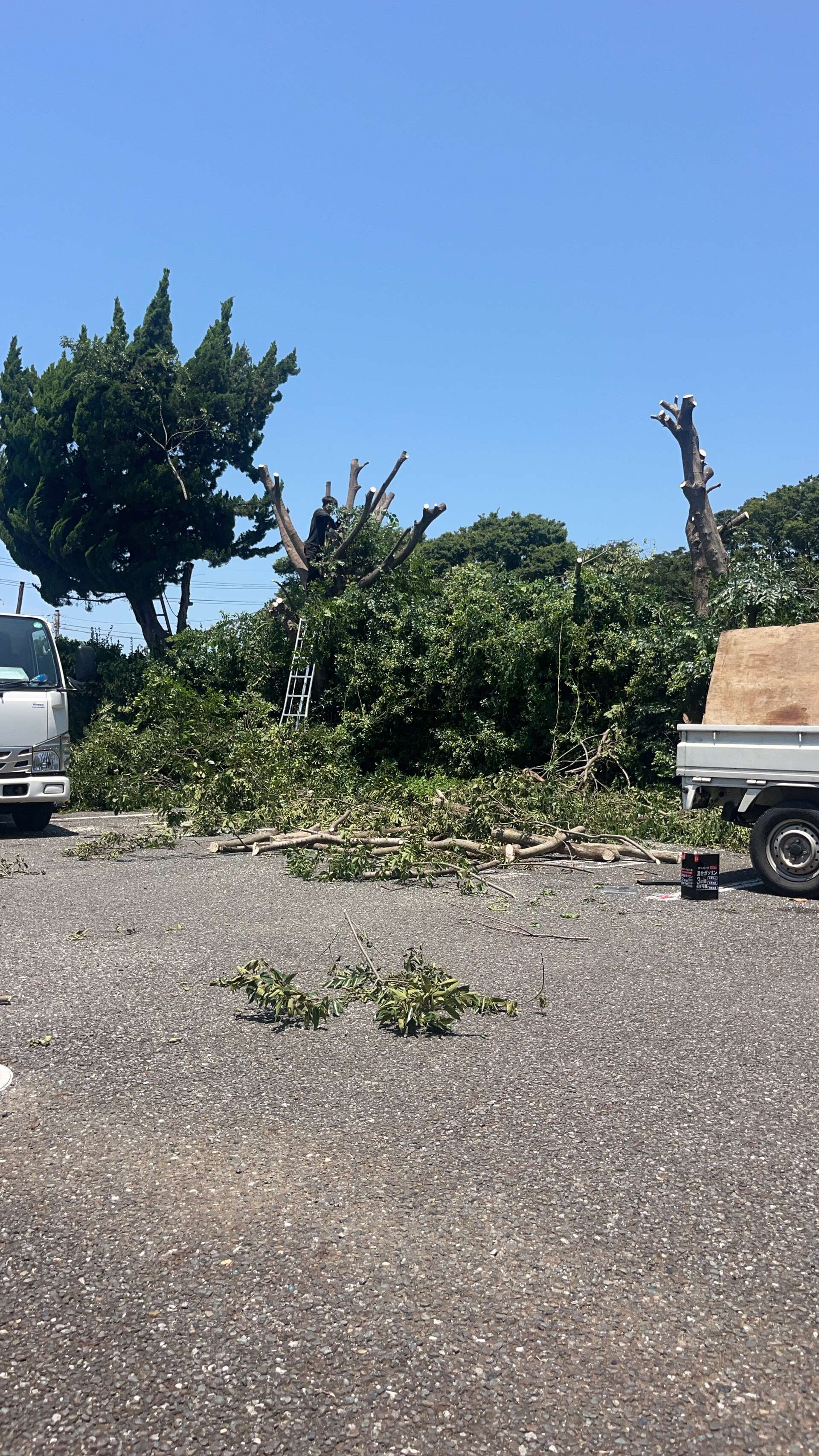 【伐採】千葉市での作業になります！
